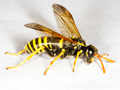 Tenthredo scrophulariae